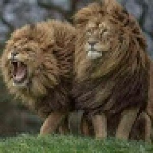 BulkSMSing.com's Customer